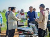 ពូជស្រូវមិនប្រកាន់រដូវ ដែលជាអំណោយរបស់សម្ដេចតេជោ ហ៊ុន សែន ត្រូវបានផ្ដល់ជូនកសិកររងគ្រោះដោយសារទឹកជំនន់ ដើម្បីស្ដារលទ្ធភាពឡើងវិញ កំពុងដុះលូតលាស់យ៉ាងល្អនៅខេត្តបាត់ដំបង