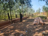 កម្លាំងសមត្ថកិច្ចចម្រុះបង្ក្រាបឈើបានជាច្រើនម៉ែត្រគូប នៅស្រុកសំបូរ ខេត្តក្រចេះ ដែលឈ្មួញលាក់ទុកក្នុងព្រៃ
