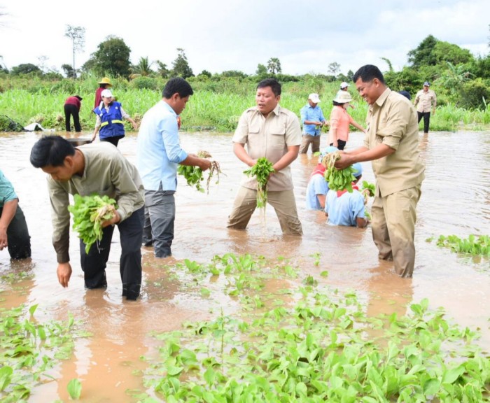 រដ្ឋបាលខេត្តប៉ៃលិន សហការជាមួយយុវជនកាកបាទក្រហមកម្ពុជាខេត្ត យុវជនស.ស.យ.កខេត្ត ចុះជួយប្រមូលផលដំណាំប្រជាពលរដ្ឋ ដែលរងគ្រោះដោយជំនន់ទឹកភ្លៀង