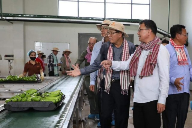 ឯកឧត្តម ឌិត ទីណា អញ្ជើញចុះពិនិត្យផលិតកម្មចេកអំបូងលឿង របស់ក្រុមហ៊ុន Long Mate នៅស្រុកឈូក ខេត្តកំពត