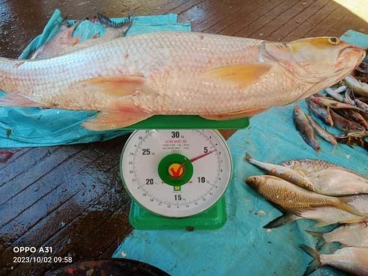 ទីបំផុកម្ពុជា៖ឃើញវត្តមានត្រីប៉ាសាណាក និងកន្ធាយក្បាលកង្កែប ប្រភេទរងគ្រោះថ្នាក់ និងជិតផុតពូជនៅខេត្តស្ទឹងត្រែង